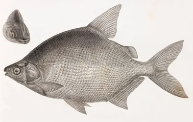 Peces: Le Serrasalme Citharine