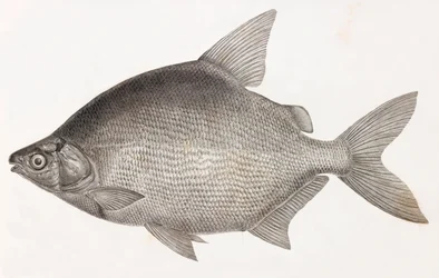 Peces: Le Serrasalme Citharine