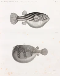 Peces: Tetrodon