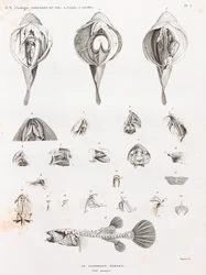 Peces: Tetrodon, anatomía