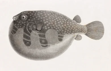 Peces: Tetrodon (detalle)
