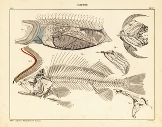 Anatomía del pez mostrando el esqueleto, las branquias, etc.,1841 (litografía)
