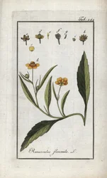 Ranúnculo de llama o pequeño foso o pequeña llama (Ranunculus flammula). Litografía de "Afbeelding der Artseny-Gewassen" de Johannes Zorn (1739-1799), Países Bajos
