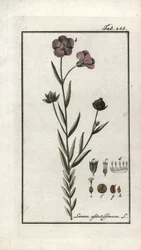 Linaza (Linum usitatissimum). Litografía de "Afbeelding der Artseny-Gewassen" de Johannes Zorn (1739-1799), Países Bajos.