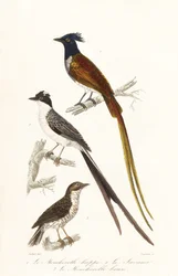 Papamoscas y elaenia del Caribe.