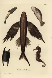 Pez volador, Exocoetus volitans 1, pez ventosa, Remora remora 2, barramundi, Lates calcarifer 3, escama 4, caballito de mar, Hippocampus species 5. Grabado en cobre coloreado a mano según una ilustración de Christian Leinberger de la obra Deliciae de Georg