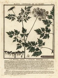 Perejil de los tontos, Aethusa cynapium.