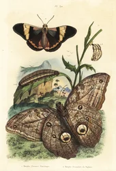 Mariposa búho gigante del bosque, Caligo eurilochus 1 y mariposa Brassolis sophorae, pupa y oruga 2