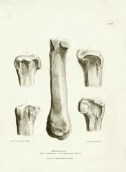 Huesos fósiles (metatarso y metacarpo) del desaparecido animal prehistórico Macrauchenia descrito por Charles Darwin durante su expedición a bordo del Beagle. Lámina de "The Zoology of the voyage of H.M.S. Beagle under the command of Captain Fitzroy during