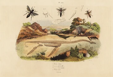 Esqueleto fósil de un plesiosaurio extinto y avispas, especies de Plesia