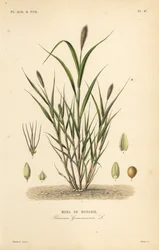 Mijo cola de zorra o mijo italiano, Setaria italica, Panicum germanicum