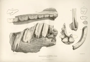 Fragmento de mandíbula y dientes de Toxodon, un animal prehistórico, encontrado por Charles Darwin cerca de Montevideo, Uruguay, durante su viaje de exploración a bordo del Beagle. La Zoología del viaje del H.M.S. Beagle bajo el mando del capitán Fitzroy d