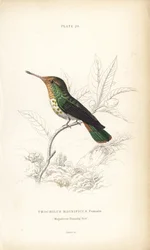 Frilled coquette, Lophornis magnificus, female (Colibrí magnífico, Trochilus magnificus). Grabado en acero coloreado a mano por William Lizars de la Naturalist