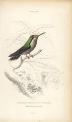 Frilled coquette, Lophornis magnificus, young male (Colibrí magnífico, Trochilus magnificus). Grabado en acero coloreado a mano por William Lizars de la Naturalist