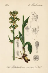 Frog orchis - Orquídea rana, Dactylorhiza viridis (Platanthera viridis). Litografía coloreada a mano de la Flora alemana (Flora von Deutschland) de Diederich von Schlechtendal, Jena.