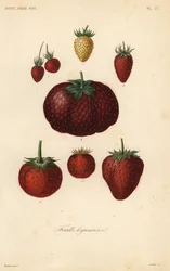 Frutas, frutas leguminosas