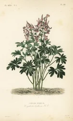 Fumaria, Corydalis solida, Corydalis bulbosa, Corydale bulbeuse