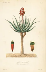 Aloe fynbos, Aloe succotrina, Aloes succotrin