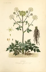 Angélica de jardín o apio silvestre, Angelica archangelica
