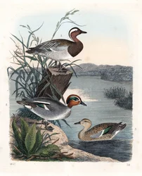 Garganay - cerceta estival - Anas querquedula 1, y cerceta común - cerceta invernal - Anas crecca, macho 2, y hembra 3. Litografía coloreada a mano del Libro del mundo de Carl Hoffmann, Stuttgart.