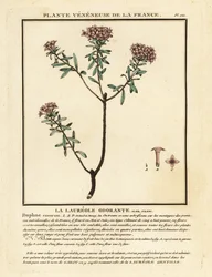 Flor de guirnalda, Daphne cneorum.