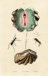 Almeja gigante y escarabajos.