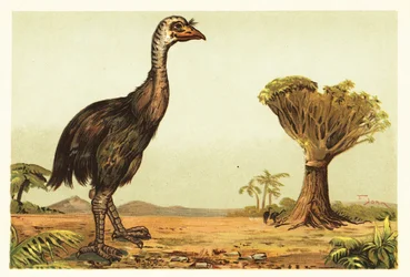 Moa gigante y drago.1908 (litografía)