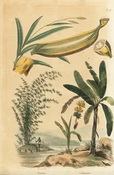 Planta de bambú espinoso gigante, Bambusa bambos (Bambos arundinacea) y árbol de plátano con fruta y sección transversal, Musa paradisiaca