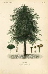 Ginkgo o árbol de los cuarenta escudos, Ginkgo biloba