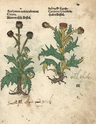 Alcachofa, Cynara cardunculus var. scolymus, y cardo silvestre, Carduus sylvestris. Grabado en madera coloreado a mano de una ilustración botánica del Krauterbuch, or Herbal, de Adam Lonicer, Fráncfort.