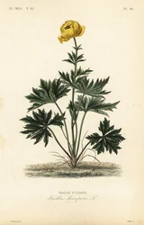 Botón de oro, Trollius europaeus