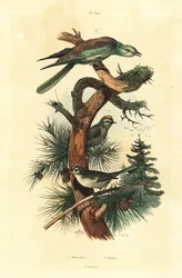 Reyezuelo sencillo, Regulus regulus, y carraca europea, Coracias garrulus