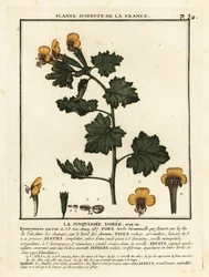Beleño dorado, Hyoscymus aureus.