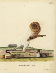 Tití león dorado o tití dorado, Leontopithecus rosalia. En peligro de extinción. Simia rosalia Linn. Grabado en cobre coloreado a mano por Jakob Andreas Eisenmann a partir de una ilustración de Jacques de Seve de la obra de Johann Christian Daniel Schreber