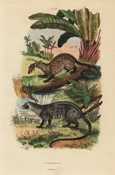 Civeta de palma dorada, Paradoxurus zeylonensis 1 y civeta de palma asiática, Paradoxurus hermaphroditus 2