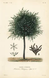 Granos de Selim, Xylopia aethiopica
