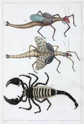 Saltamontes y escorpión