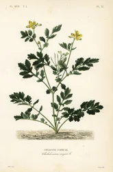 Celidonia mayor, Chelidonium majus