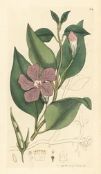 Greater periwinkle, Vinca major (grande periwinkle) Grabado en cobre coloreado a mano según un dibujo de James Sowerby para English Botany de James Smith.