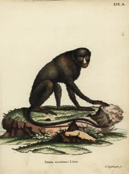 Mono narigudo o mono nariz de masilla. Cercopithecus nictitans. Simia Nictitans Linn. Grabado en cobre coloreado a mano por Johann Nussbiegel de la obra de Johann Christian Daniel Schreber Ilustraciones de animales según la naturaleza, o Anima fantástica d