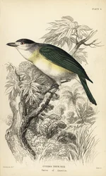 Pachyramphus viridis (Pachyrhynchus cuvierii). Grabado en acero coloreado a mano por William Lizars a partir de una ilustración de William Swainson de la Naturalist