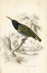 Mirlo de cabeza verde (Baja Guinea), Cyanomitra verticalis cyanocephala (Cinnyris chloronotus). Grabado en acero coloreado a mano por William Lizars según William Swainson de la Naturalist