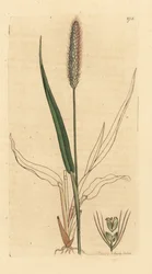 Setaria viridis (Panicum viride) Grabado en cobre coloreado a mano según un dibujo de James Sowerby para la Botánica inglesa de James Smith