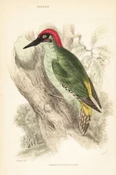 Pájaro carpintero verde, Picus viridis, posado en un árbol.1889 (grabado)