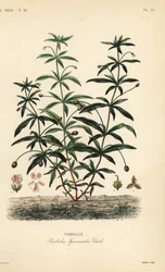 Violeta verde o flor jorobada, Hybanthus calceolaria, Pombalia ipecacuanha