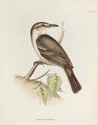 Tirano alcaudón de vientre gris, c. 1832-1836