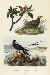 Francolín de alas grises, Scleroptila afra, gran fragata, Fregata minor, y frangipani rojo, Plumeria rubra
