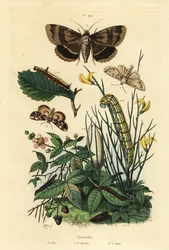 Polilla daga gris y larva, Acronicta psi, polilla Apopestes spectrum y larva, polilla flor de durazno y oruga, Thyatira batis
