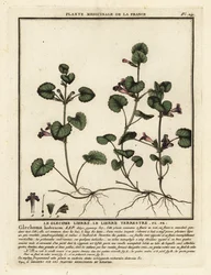 Hiedra terrestre, Glechoma hederacea.