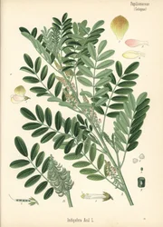 Añil de Guatemala o añil de hoja pequeña, Indigofera suffruticosa (Indigofera anil). Cromolitografía según una ilustración botánica de Hermann Adolph Koehler